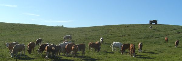 Kühe auf der Weide in den Helpter Bergen bei Woldegk