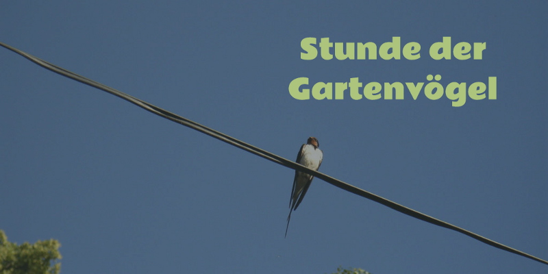 Stunde der Gartenvögel