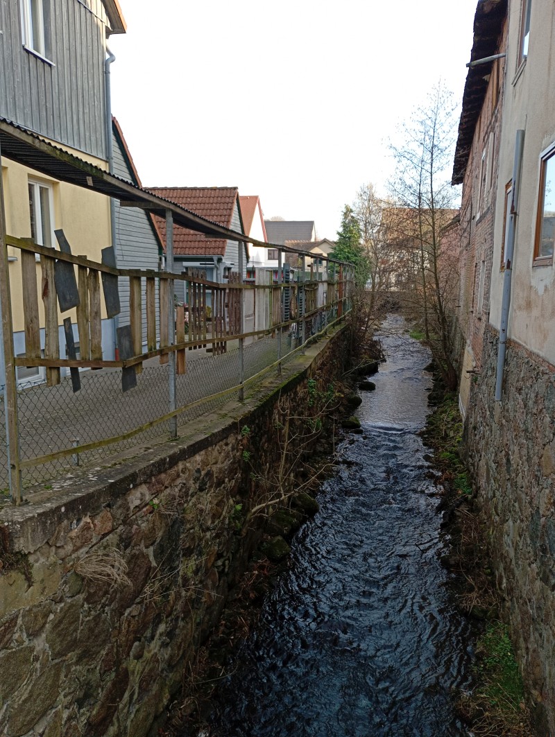 die Linde in Burg Stargard